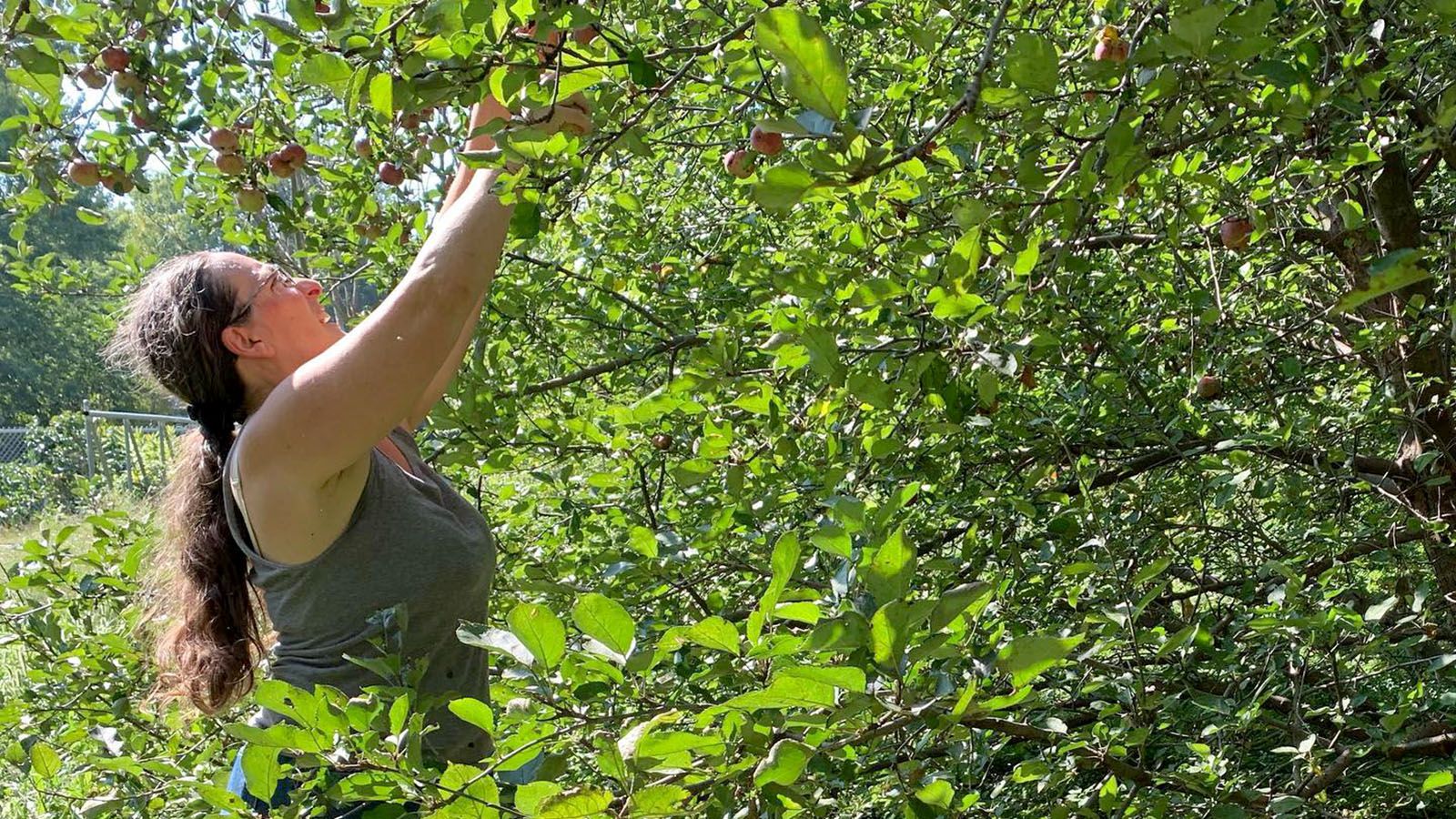 You can pick your own apples Saturday, Sept. 24, at Poplar Village Gardens.