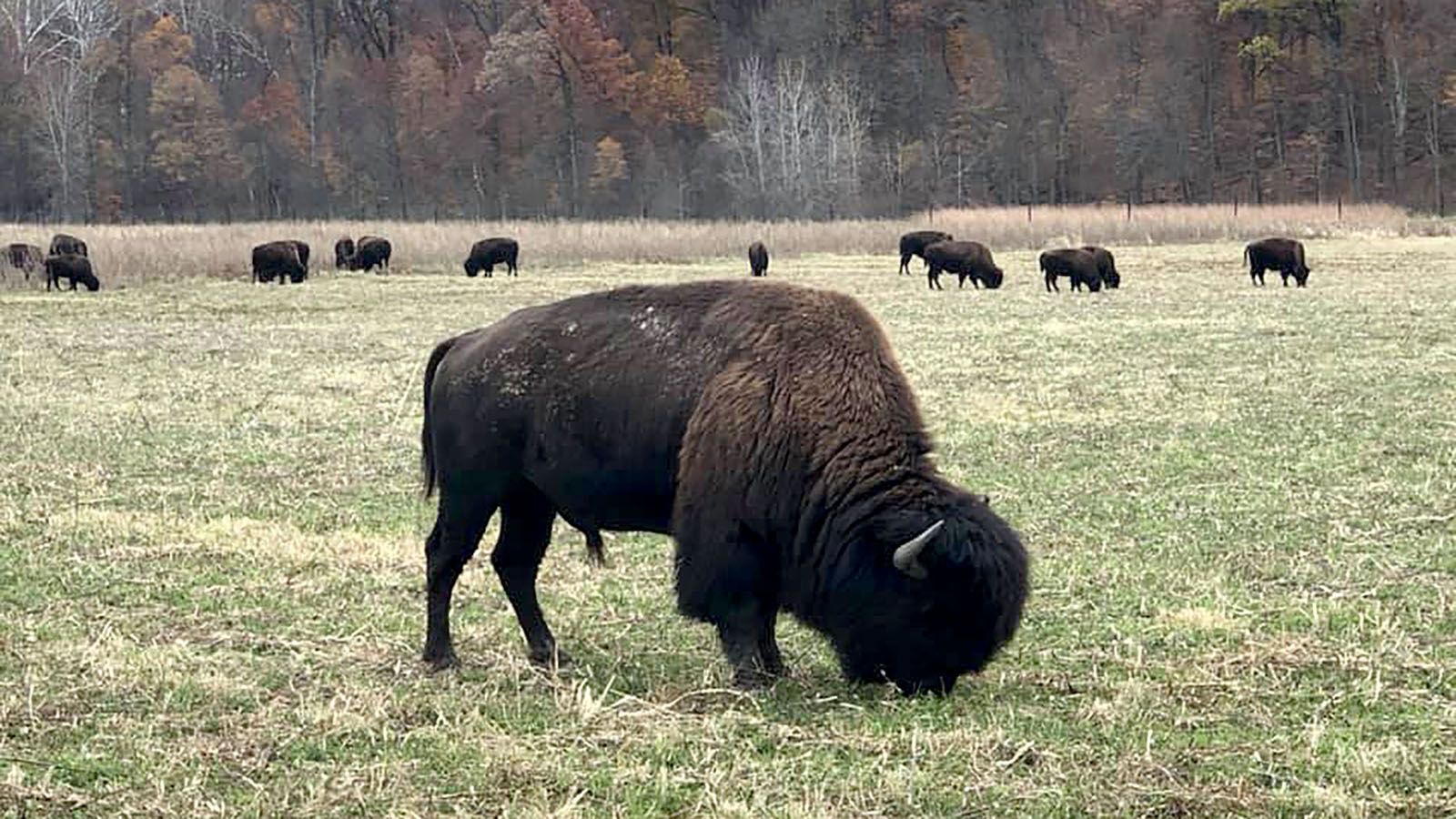 Celebrate National Bison Day on Nov. 5 at LC Nature Park.