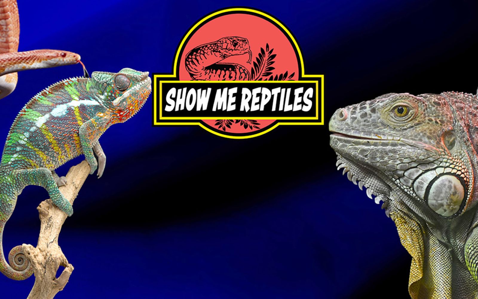 The Show Me Reptiles & Exotics Show will be at Memorial Coliseum on Saturday, Nov. 16.