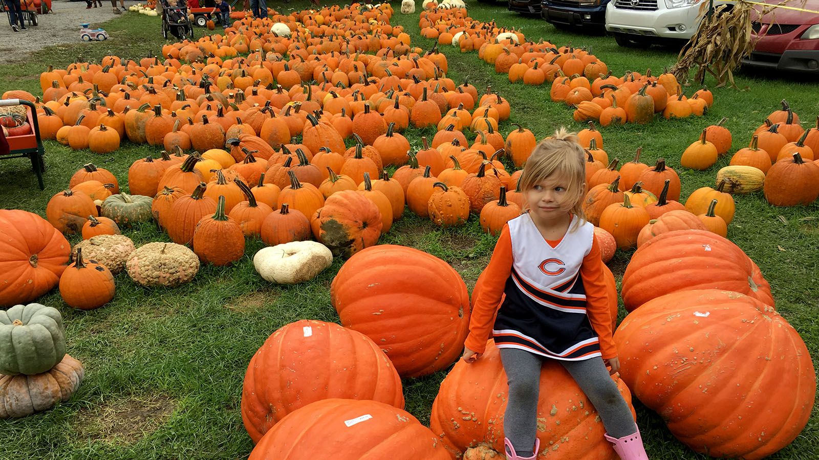 Hilger Family Farm has plenty of pumpkins to choose.