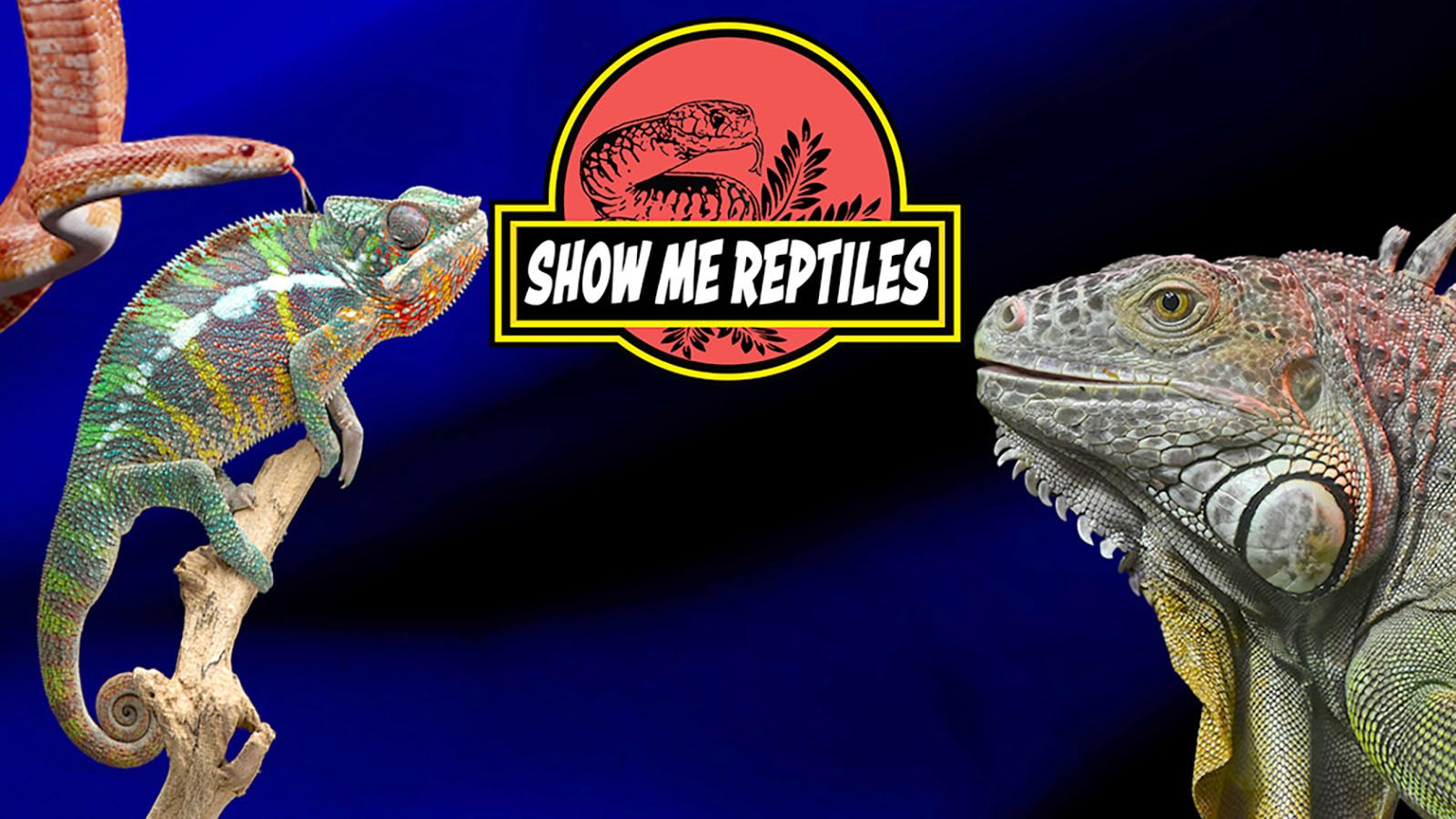 The Show Me Reptiles & Exotics Show will be at Memorial Coliseum on Saturday, Nov. 16.