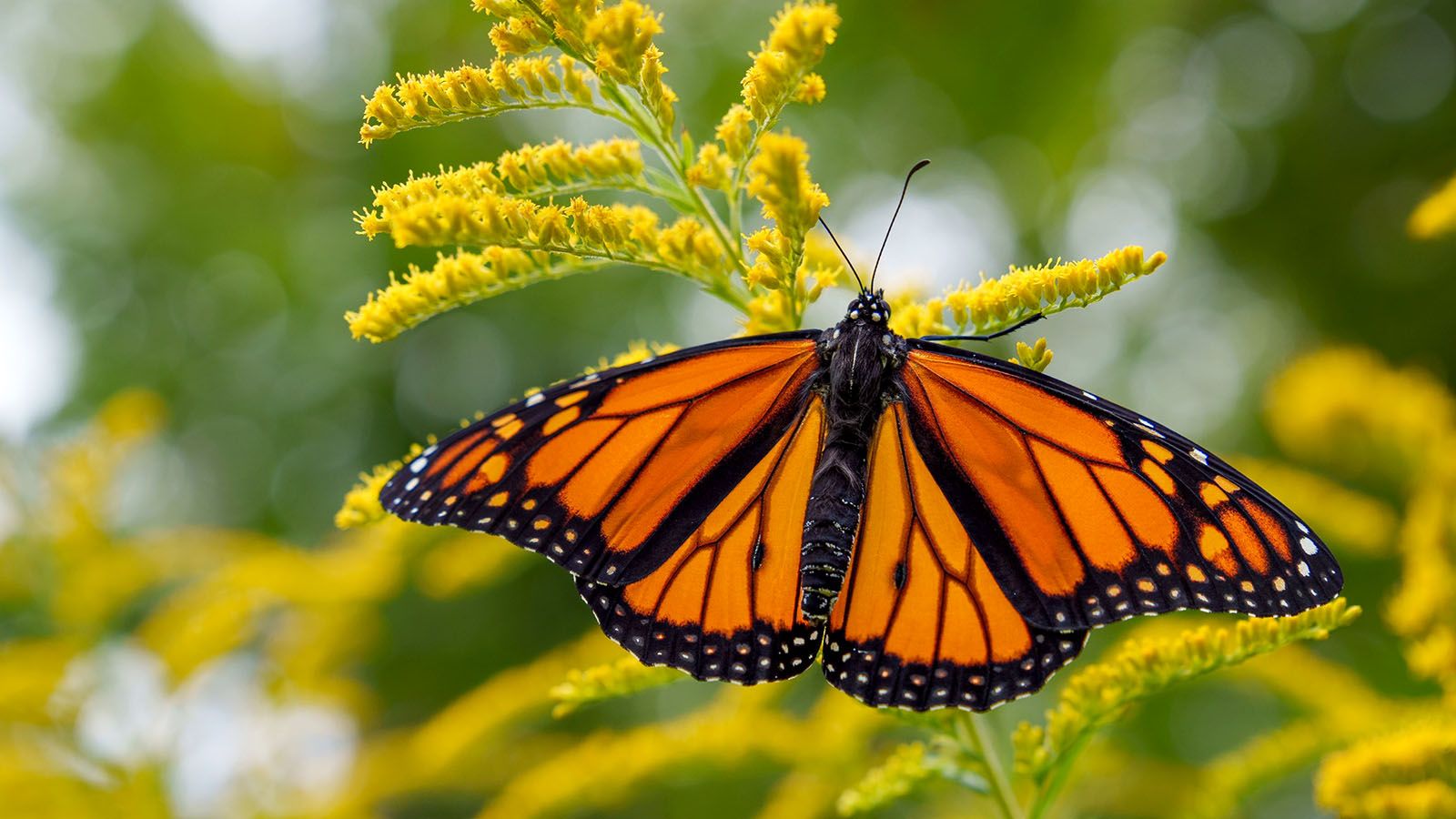 Little River Wetlands Project's Monarch Festival returns to Eagle Marsh on Sept. 8.