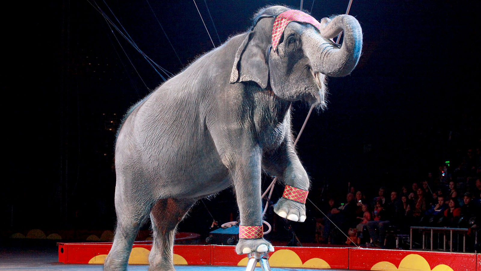 Shriners bringing circus back to town — Whatzup